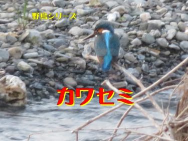 ◆　野鳥シリーズ　　カワセミ